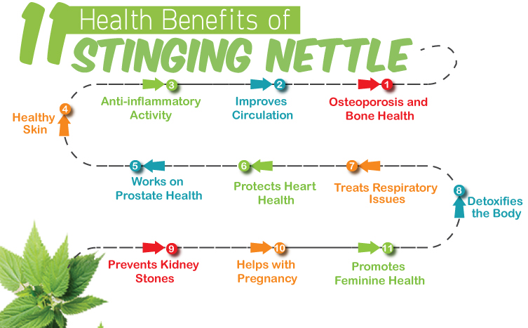 11 Amazing Health Benefits of Stinging Nettle - KayaWell