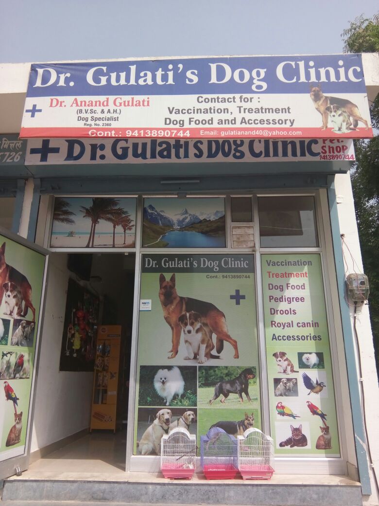 Dr. Anand Gulati from nri circle sec-19, pratap nagar kumbha marg ,Jaipur, Rajasthan, 302033, India 20 years experience in Speciality Veterinary Doctors | Kayawell