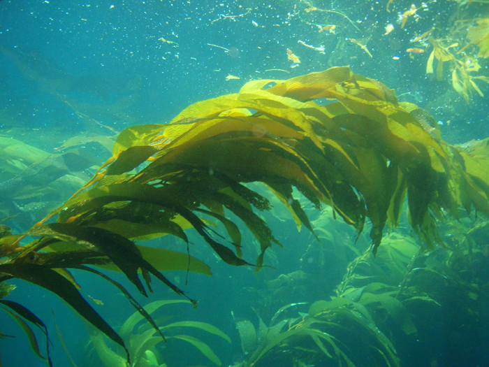 Kelp or Bladderwrack
