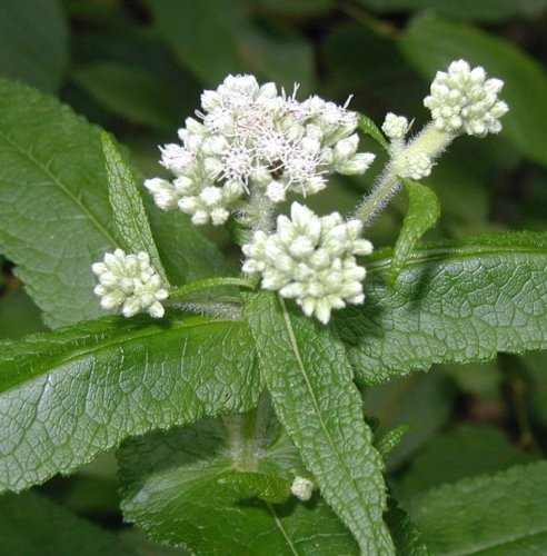 Boneset