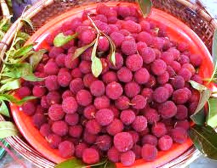 Bayberry Herb