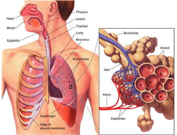 Lungs and Respiratory Symptoms and Causes