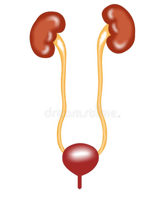 Kidneys and Urinary