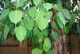 पीपल के पत्ते के  फायदे