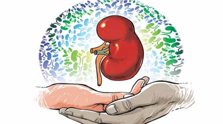 Kidney Organ donation