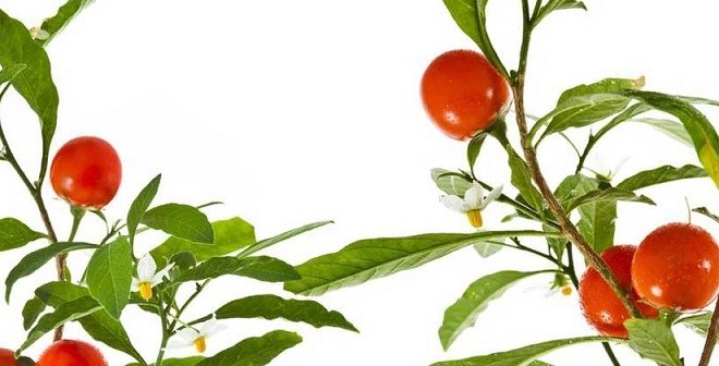 जाने अश्‍वगंधा से होने वाले साइड-इफेक्‍ट