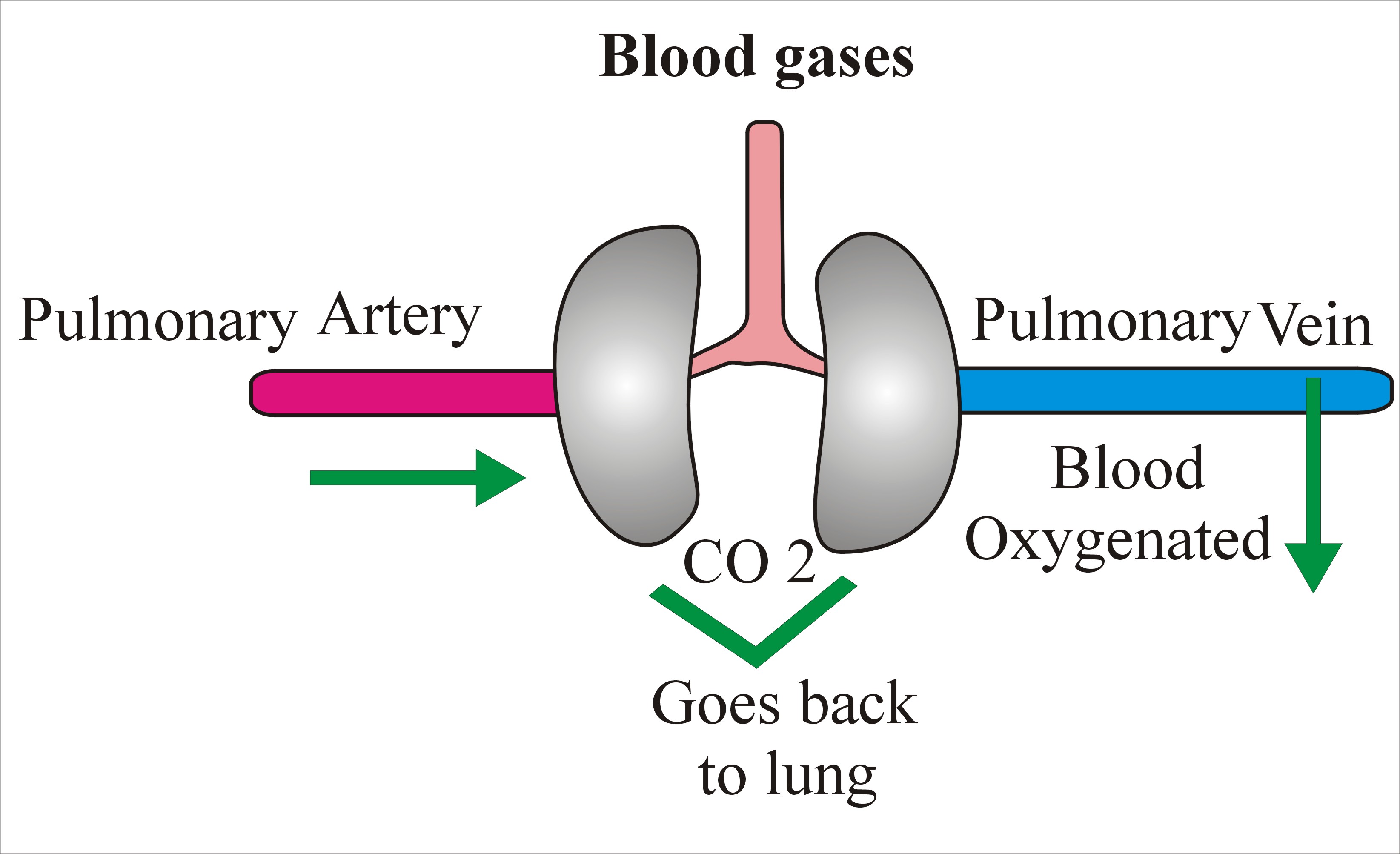 BLOOD GAS ANALYSIS, VENOUS LabTest