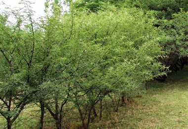 ये 3 आयुर्वेदिक जड़ी-बूटियां से, दांतो में दर्द, सड़न और पीलेपन से मिलता है फायदा