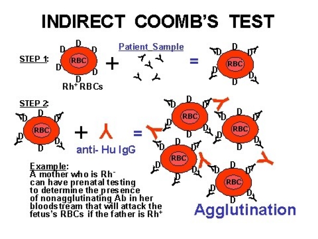 COOMBS TEST INDIRECT LabTest