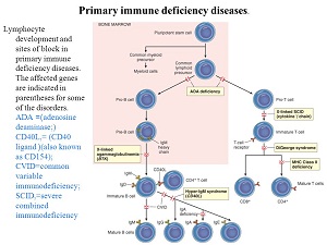 Primary immunodeficiency
