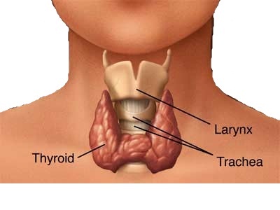 Thyroid treatment in Ayurveda