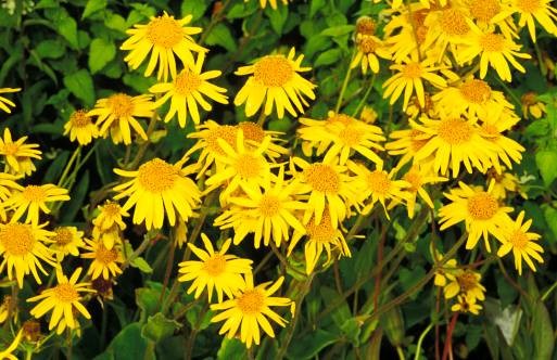 Arnica: Uses, Benefits & Side Effects