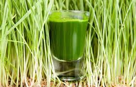 गेहूं के जवारे से होगा जानलेवा बीमारियों का इलाज