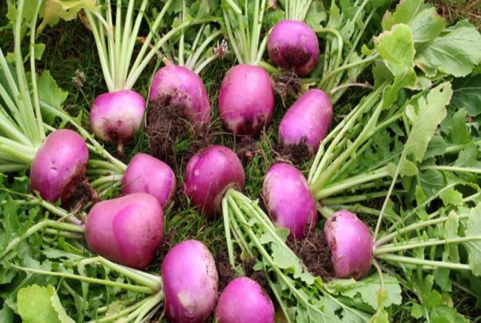 शलजम (शलगम) खाने के फायदे