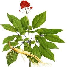Health Benefits of American Ginseng