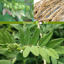 10 Proven Benefits Of Astragalus Root