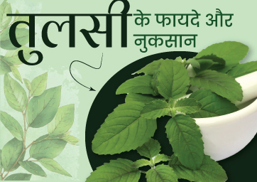 तुलसी के फायदे और नुकसान