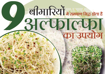 इन 9 बीमारियों में रामबाण सिद्ध होता है अल्फाल्फा का उपयोग