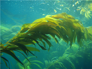 Kelp or Bladderwrack