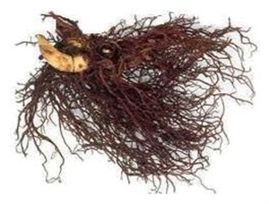 Black Cohosh root