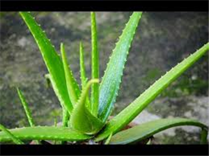 Health Benefit of  Aloe Vera