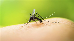 Ayurveda Treatment for Malaria