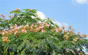 Health Benefits of Albizzia bark