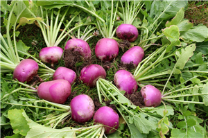 4 Amazing health benefits of Turnips