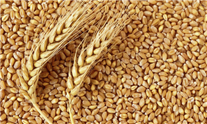 Wheat 101: Nutrition Facts And Health Effects