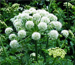 Angelica Health Benefits for Skin & Hair
