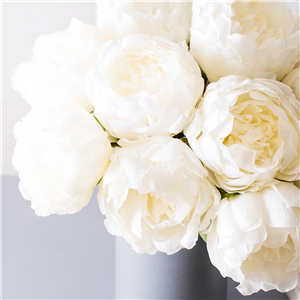 The Gentle World Of White Peony: 7 Remarkable Uses