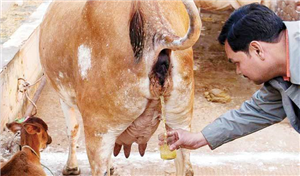 गौ-मूत्र--एक अद्भुत आयुर्वेदिक उपचार