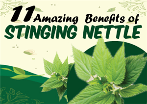 11 Amazing Health Benefits of Stinging Nettle