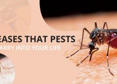 Pest related health hazards