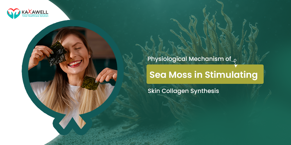 Physiological Mechanism of Sea Moss in Stimulating Skin Collagen Synthesis