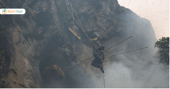 Himalayan Mad Honey: Benefits, Uses, Risks & Safety Guide